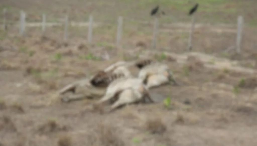 bovinos morrem por falta de pasto