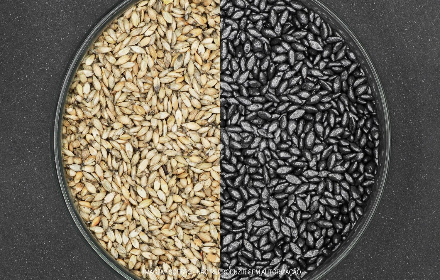 comparativo-a--1--semente-soesp-advanced-pms Semente ou palha incrustada - Riscos na hora de comprar sementes forrageiras
