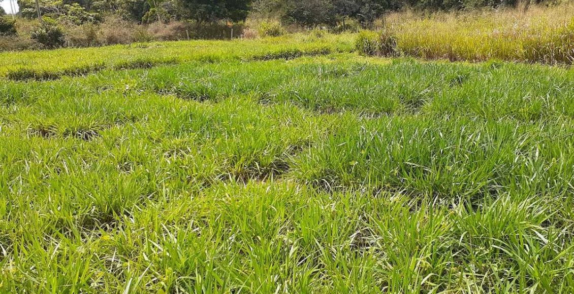 Pasto degradado: recuperar ou reformar? O que realmente vale mais a pena
