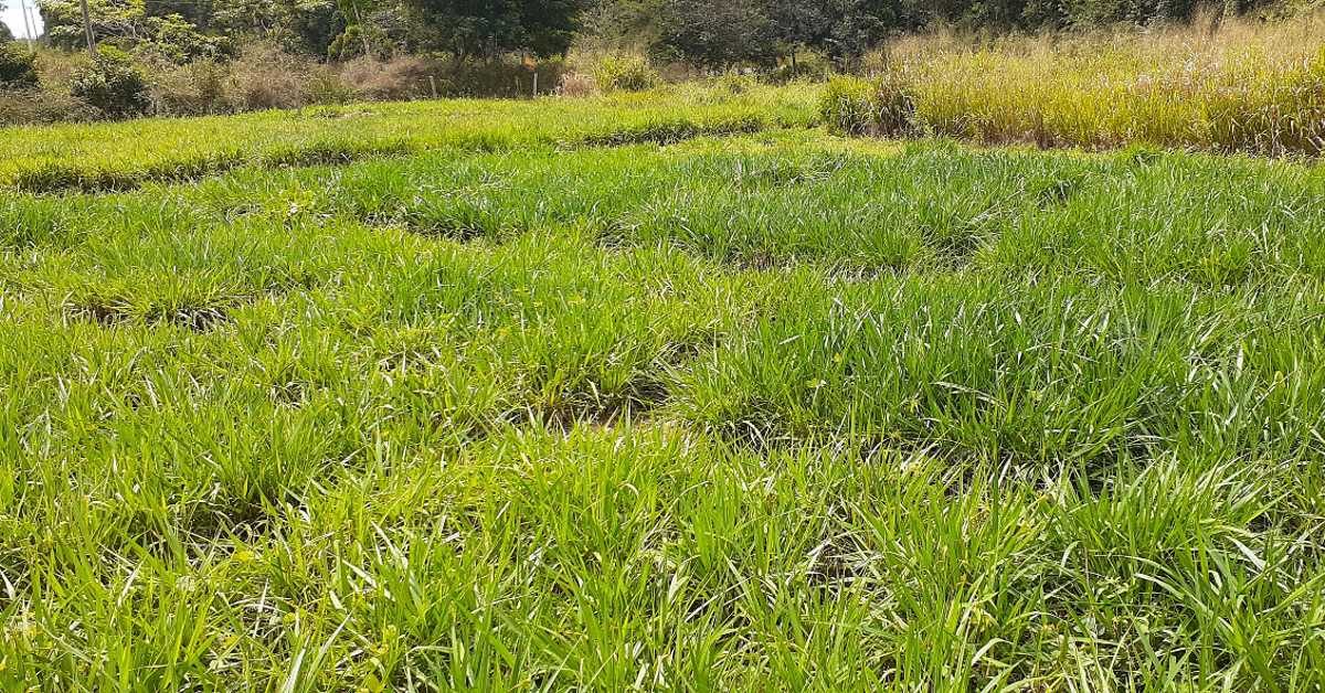 Pasto degradado: recuperar ou reformar? O que realmente vale mais a pena