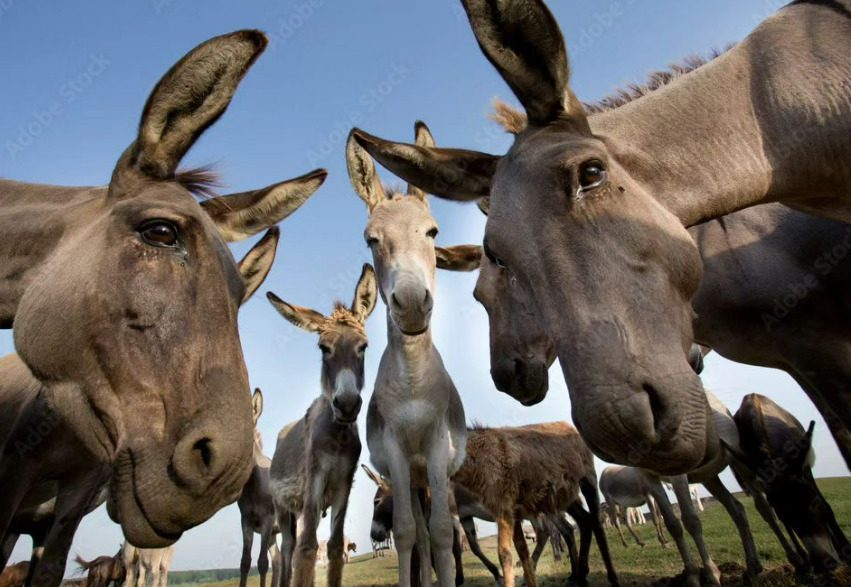 Conheças as melhores raças de jumentos