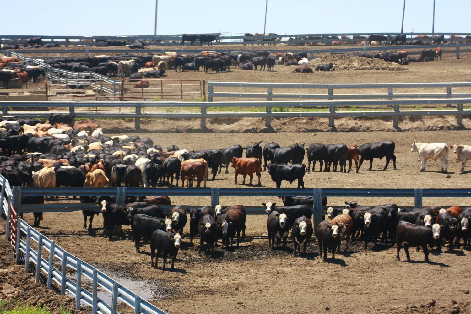 Five Rivers Cattle Feeding