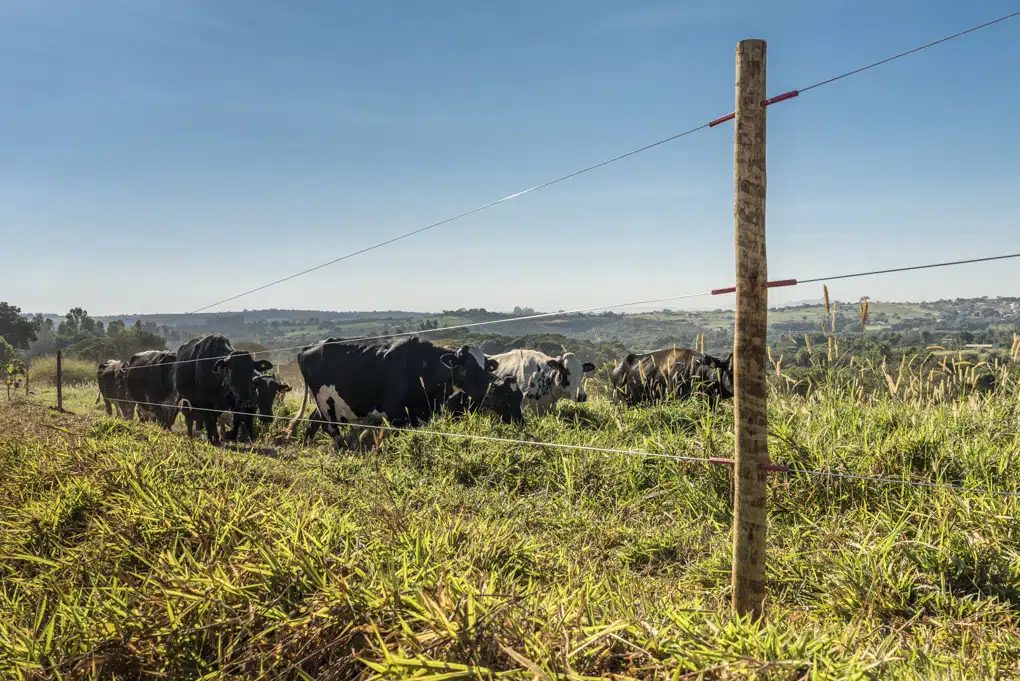 Como testar cerca elétrica no campo? Entenda