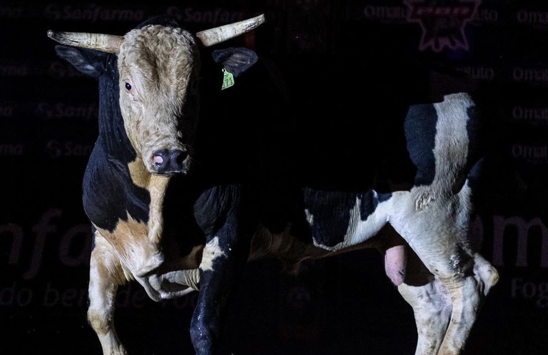 Touro Acesso Negado vai pular em desafio na Festa do Peão de Barretos
