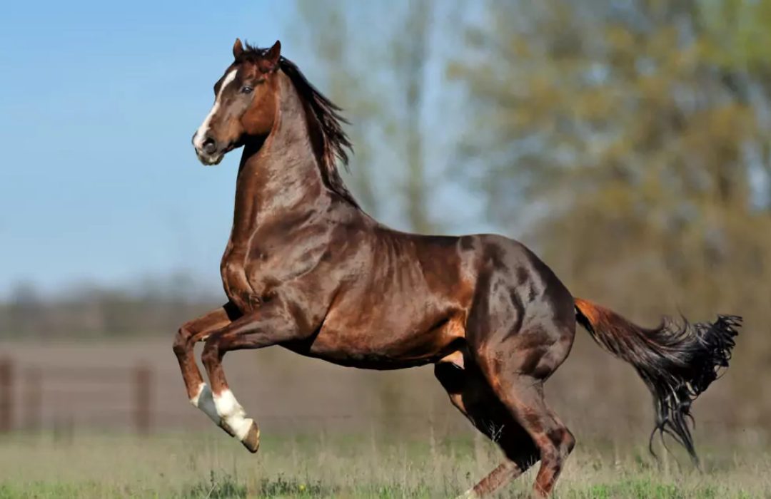 Conheça a raça de cavalo mais rápida do mundo
