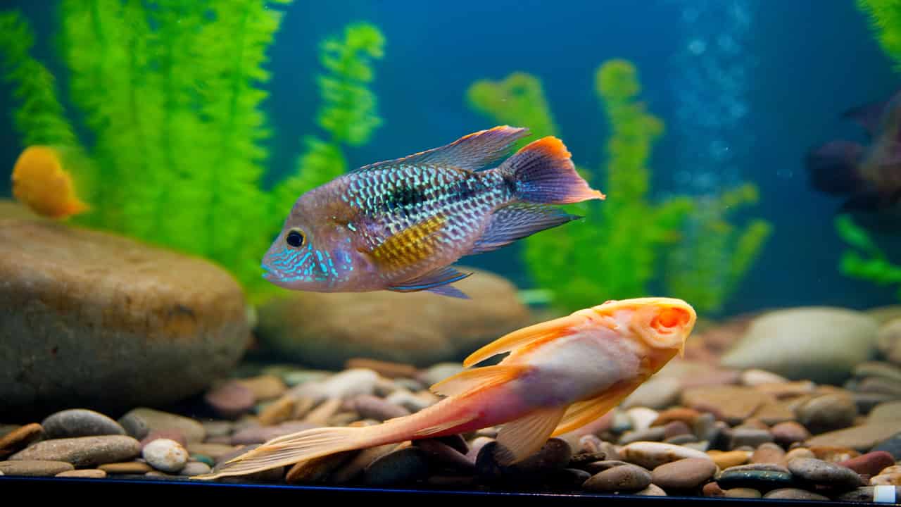 Abertura de mercado para peixes ornamentais nas Filipinas