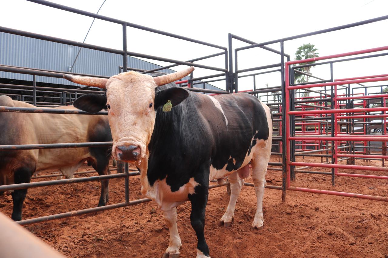 touro de rodeio Acesso Negado - Cia Tercio Miranda