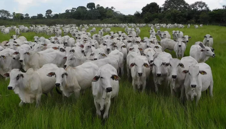 Adubação de pastagem: quando soltar o gado após a aplicação? - produtividade
