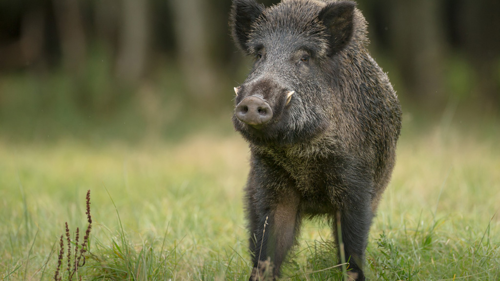 Recorde de abate de javalis e a importância do controle para agropecuária