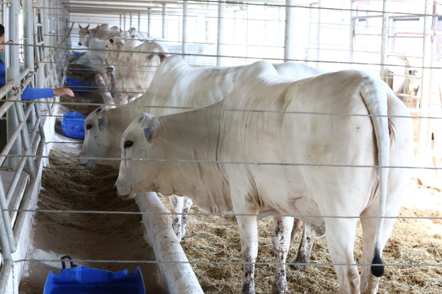 FPL participa pela primeira vez da Expomontes com animais Nelore CEIP