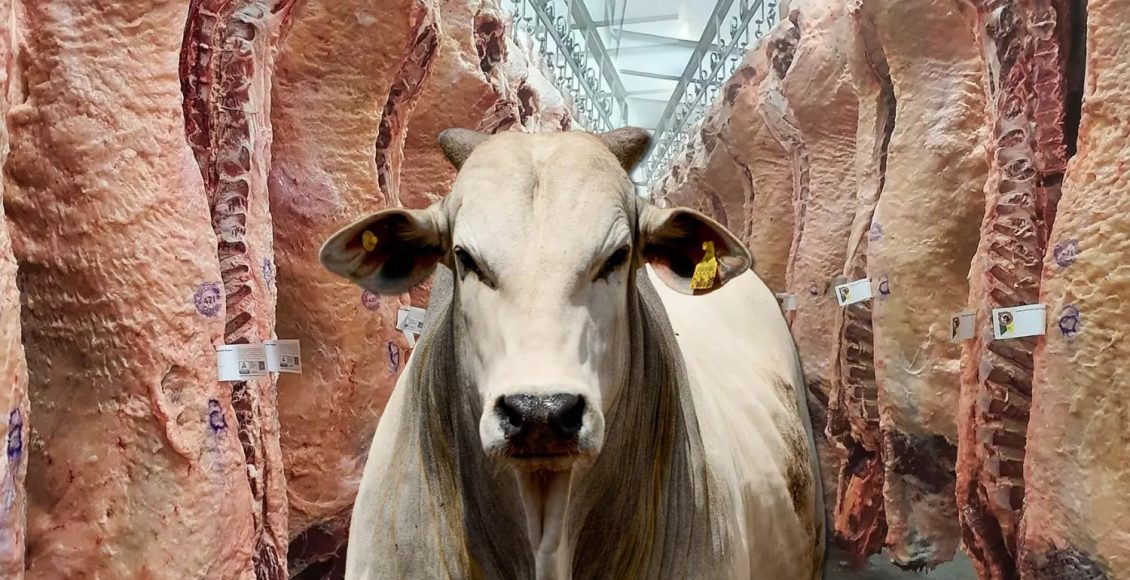 exportação de carne bovina