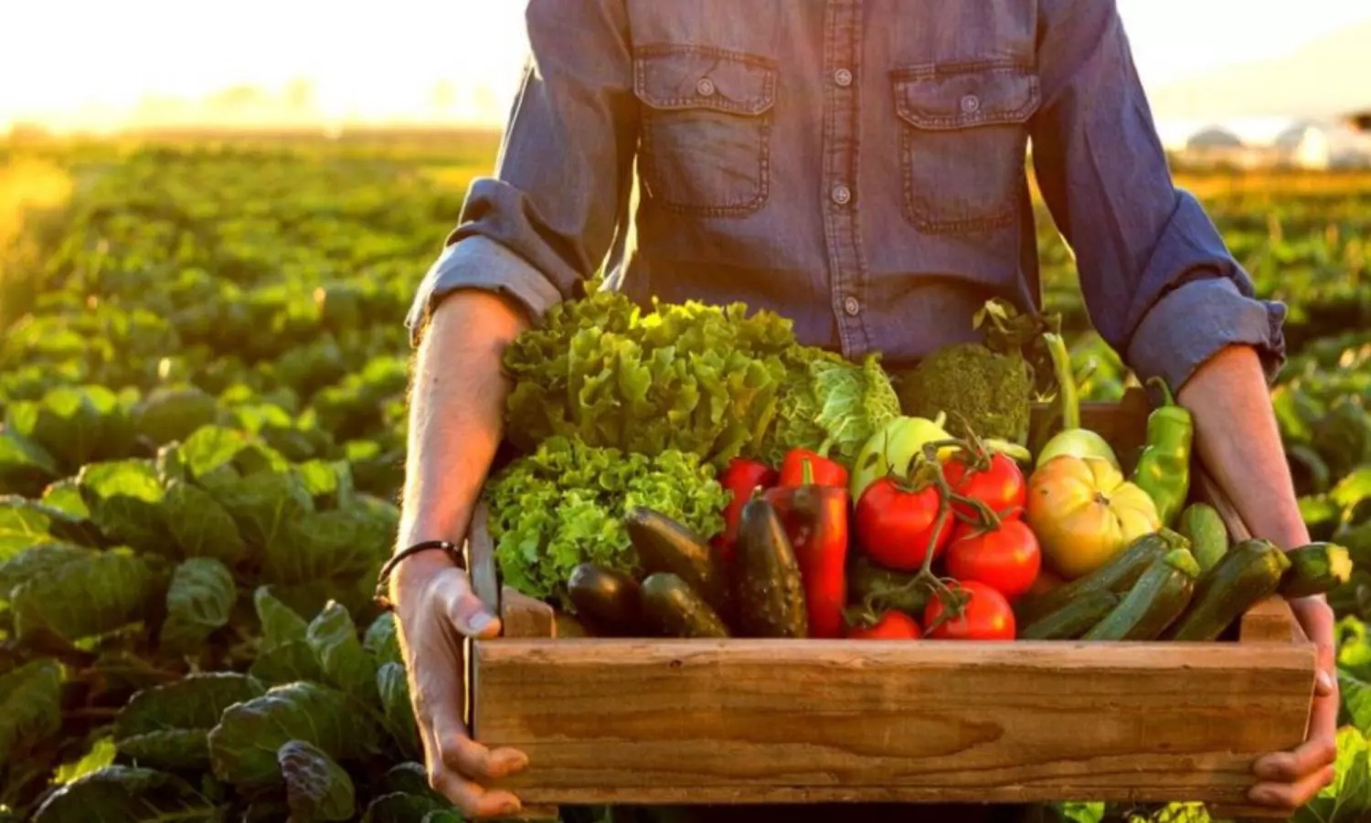 investimento no setor de alimentício
