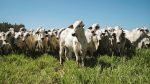 Solução nutricional completa pode aumentar até uma arroba no peso de carcaça bovina