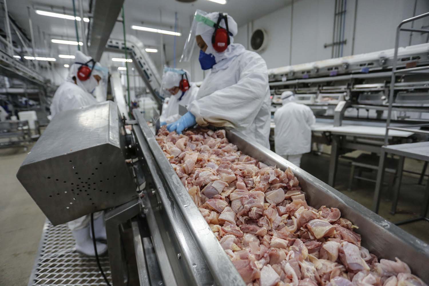Nos primeiros cinco meses deste ano, essas exportações alcançaram US$ 733 milhões; 51% desse valor corresponde ao setor de carnes.