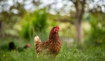 Conheça a galinha que reconhece letras, números e cores