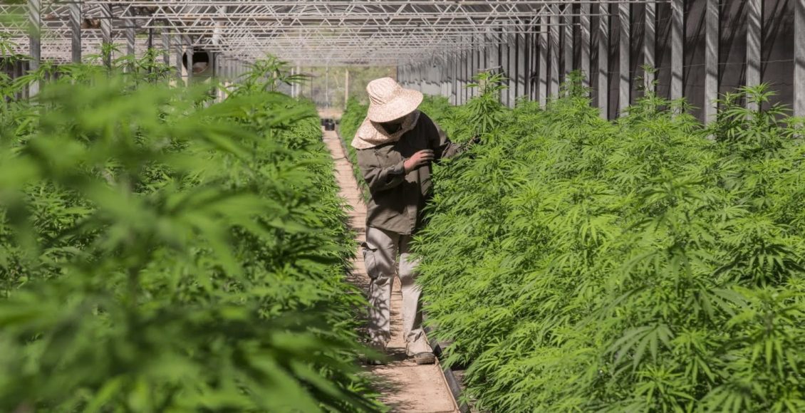 Embrapa pede autorização à Anvisa para cultivo de cannabis