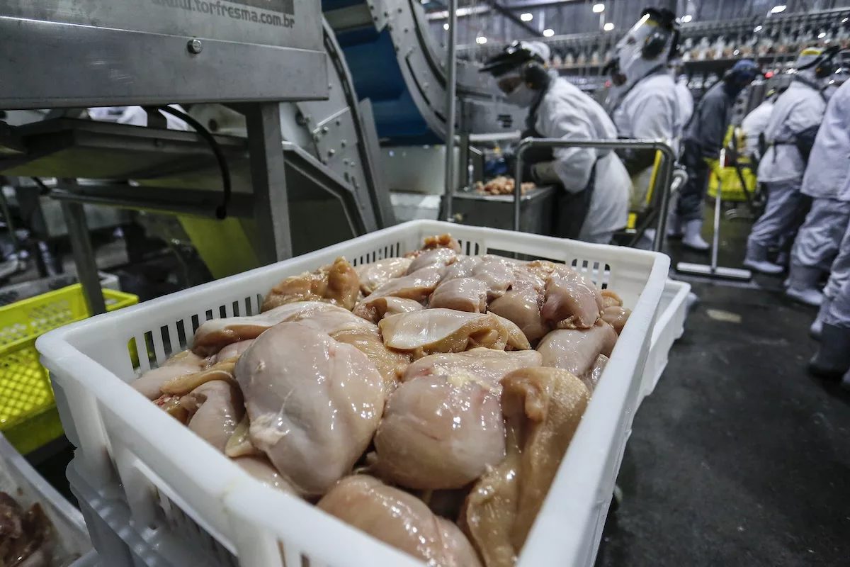 Governo suspende exportação de carne de aves do País à China após Newcastle