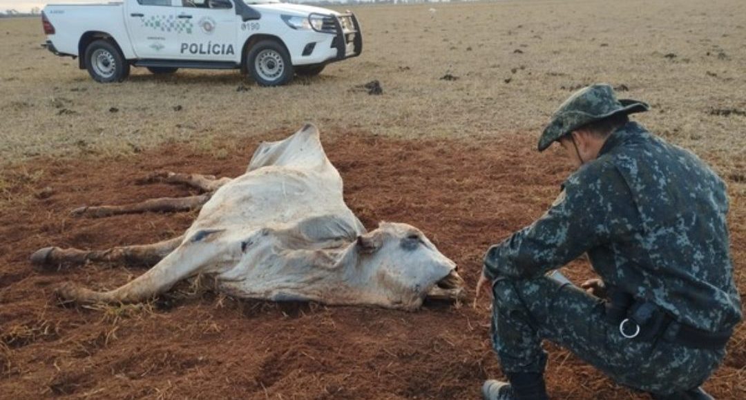 multa por maus tratos a animais