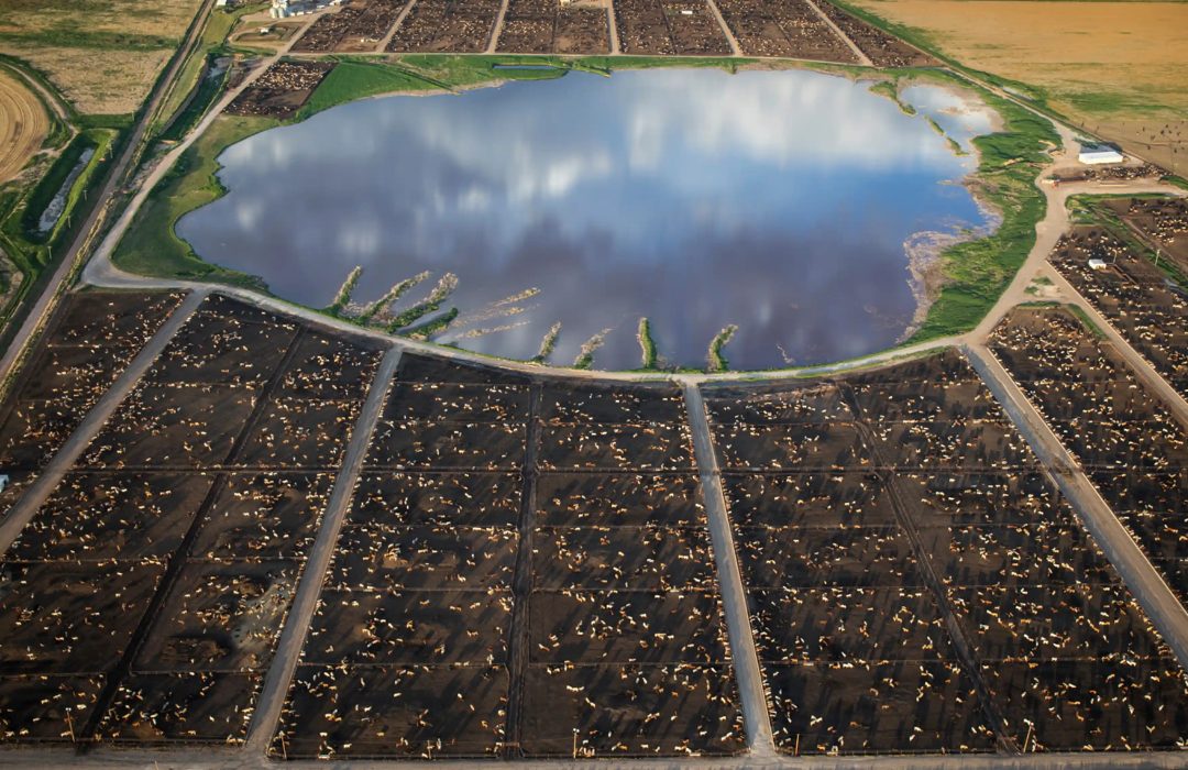 Conheça a capital mundial da carne bovina dos EUA em imagens