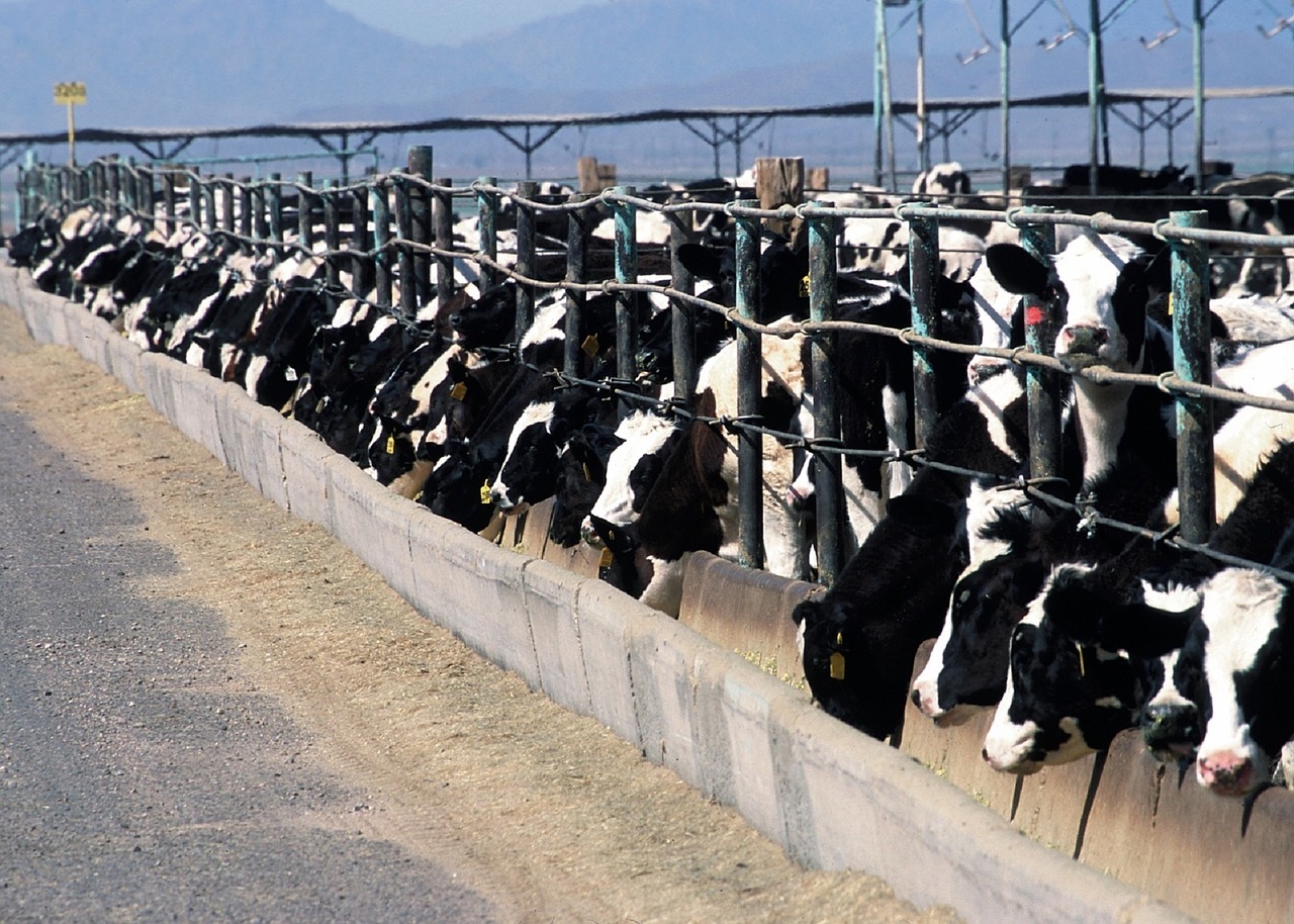 Beef-on-Dairy Feedlot