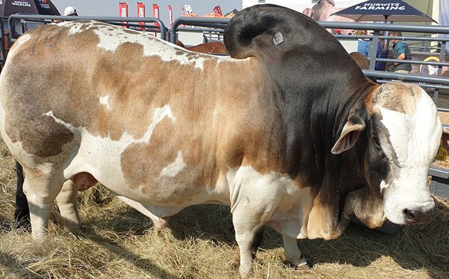 Boran-Bull-Cyclone-sold-for-R8-million-Hurwitz-Farming