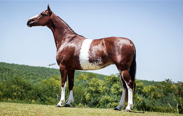 Cintura RB - Grande Campea Nacional Potranca 2010