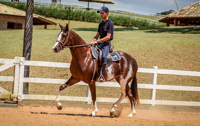 Estampa CASS - a grande promessa do CASS Mangalarga para 2020