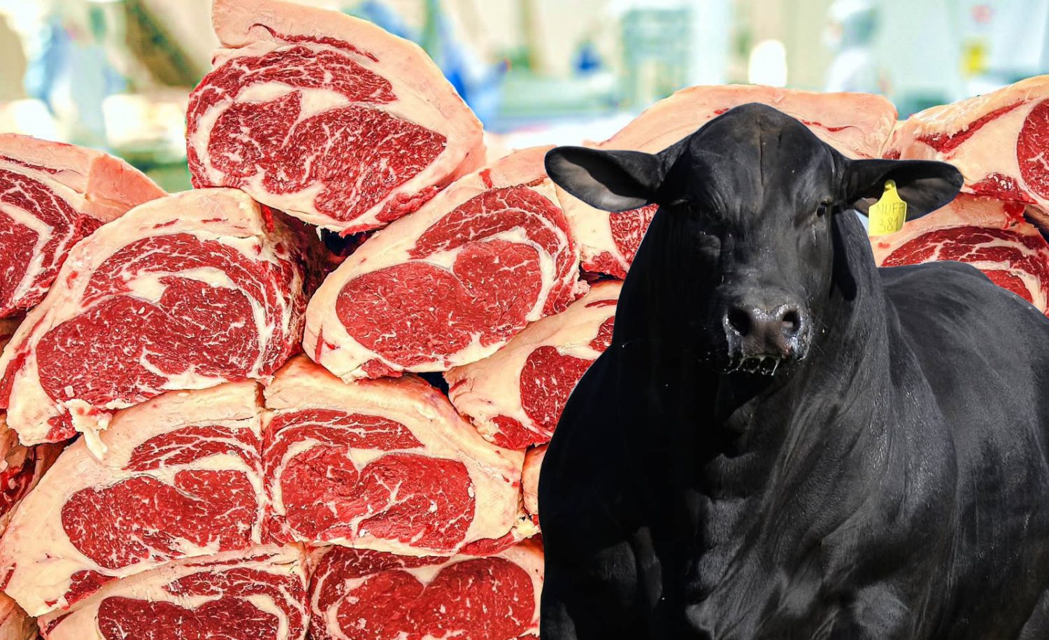 As melhores raças e cruzamentos de gado para uma carne premium