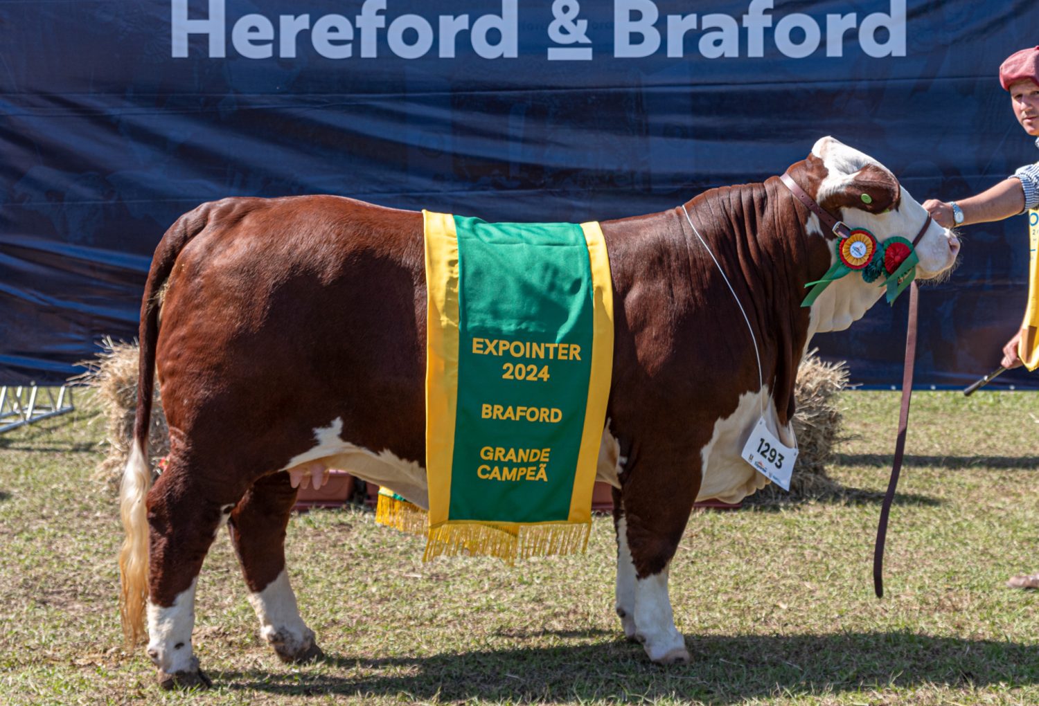 Grande Campea Braford - Credito Fernando Spolavori