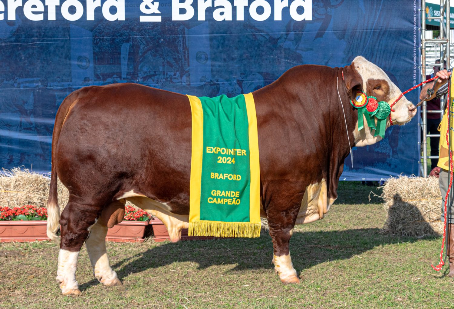 Grande Campeao Braford - Credito Fernando Spolavori