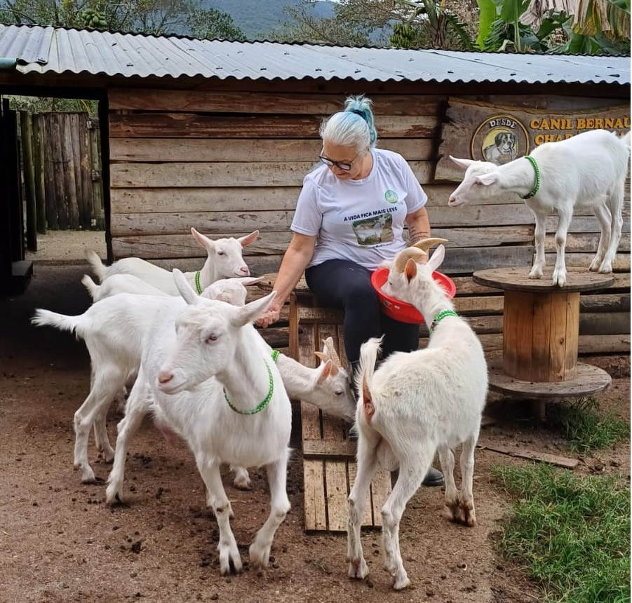 Raça Saanem de Santa Catarina