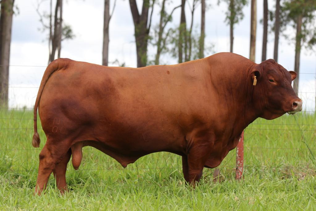 Raca-Senepol - Touro