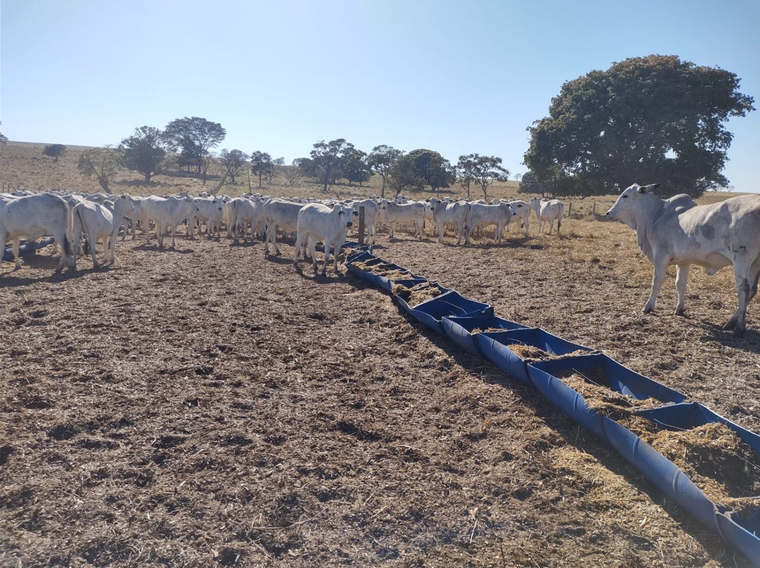 Sequestro de bezerros na seca