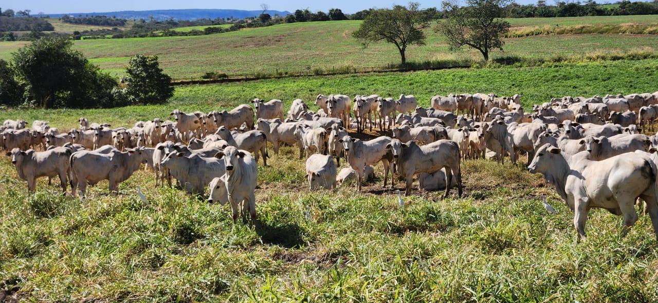 Sequestro de bezerros na seca
