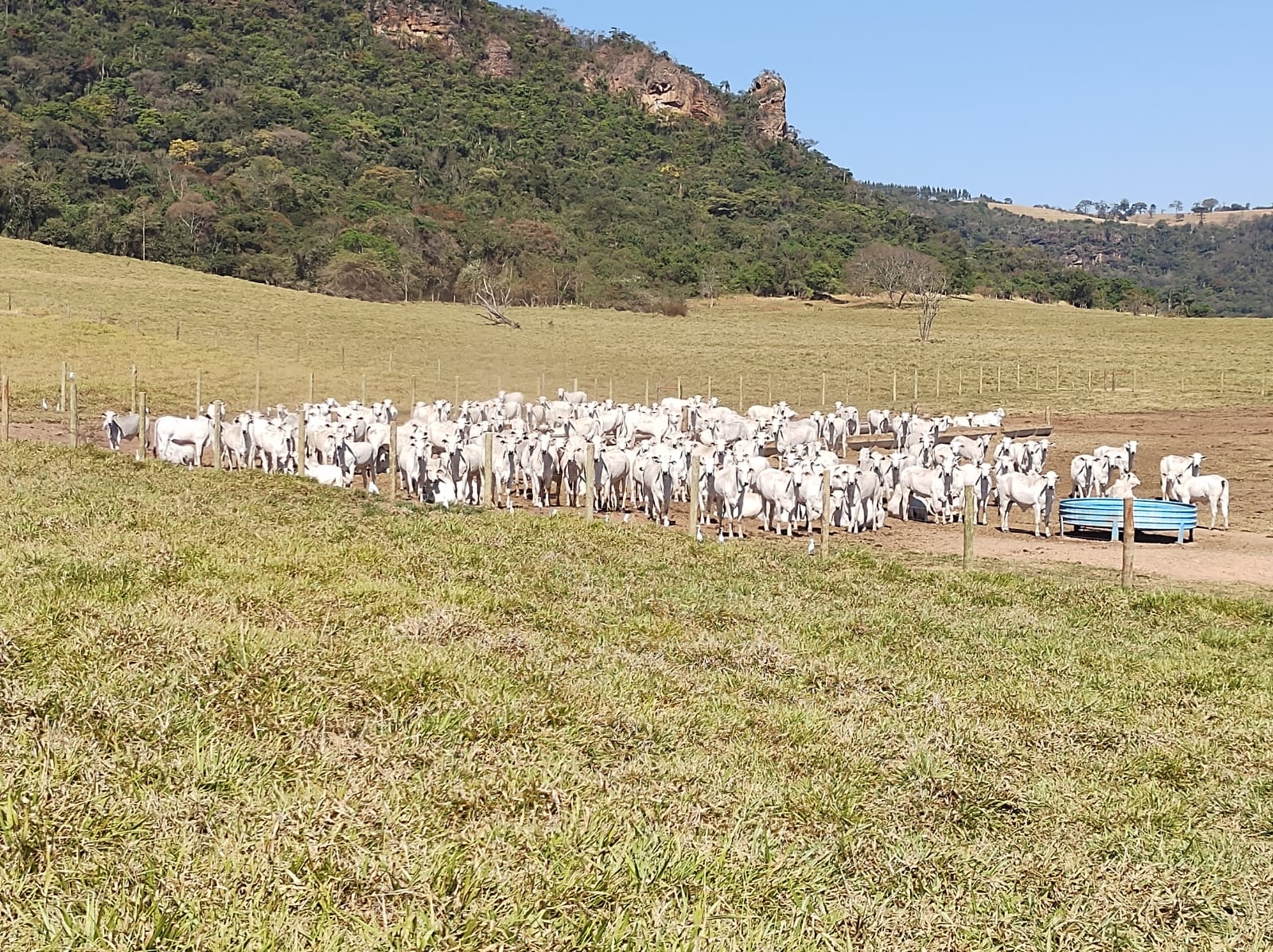Sequestro de bezerros na seca