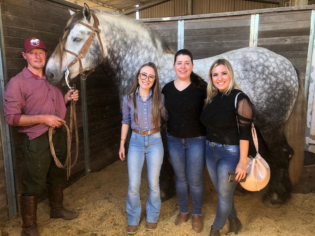 Grande Campeão da raça Percheron