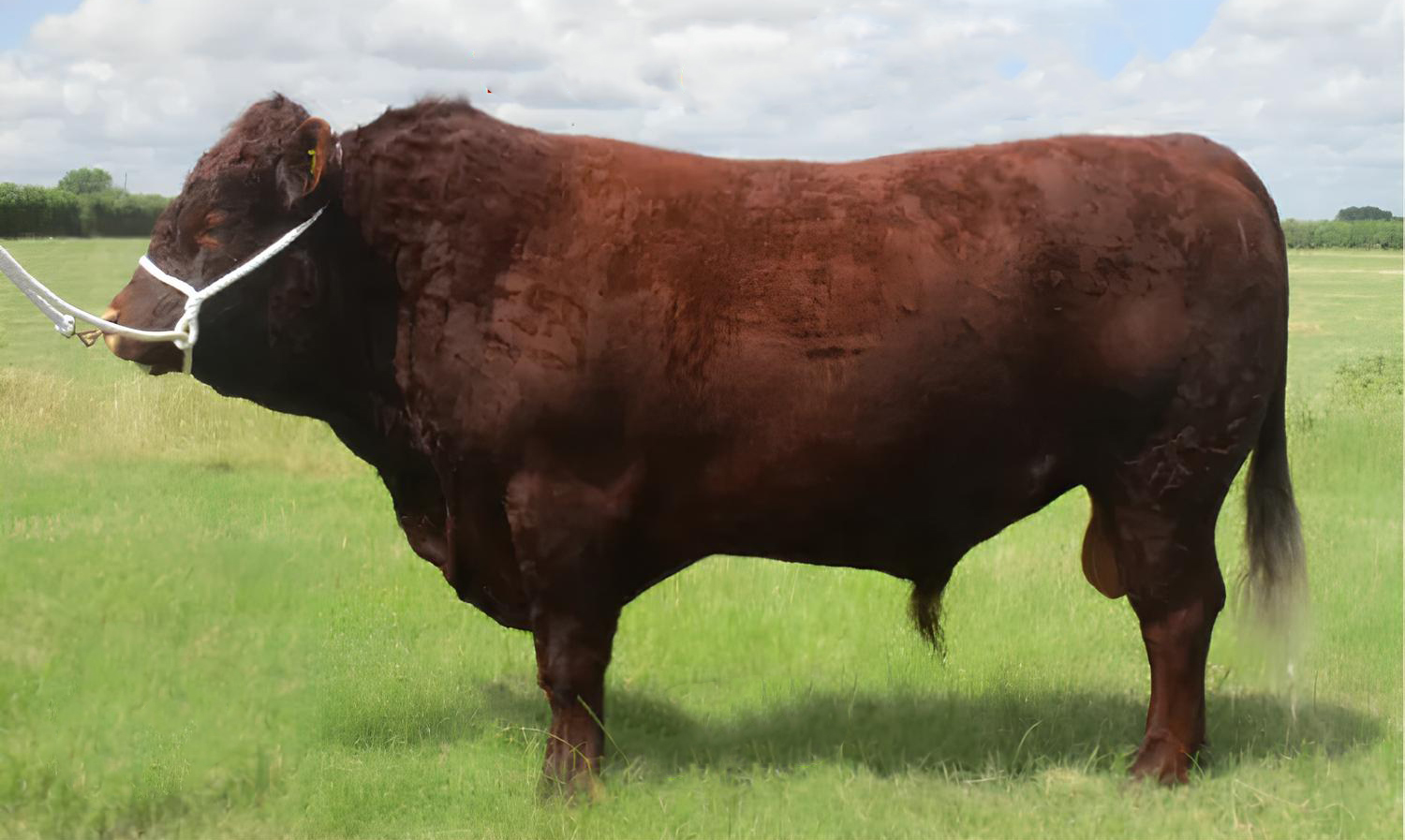 Touro Devon Tilbrook Elite