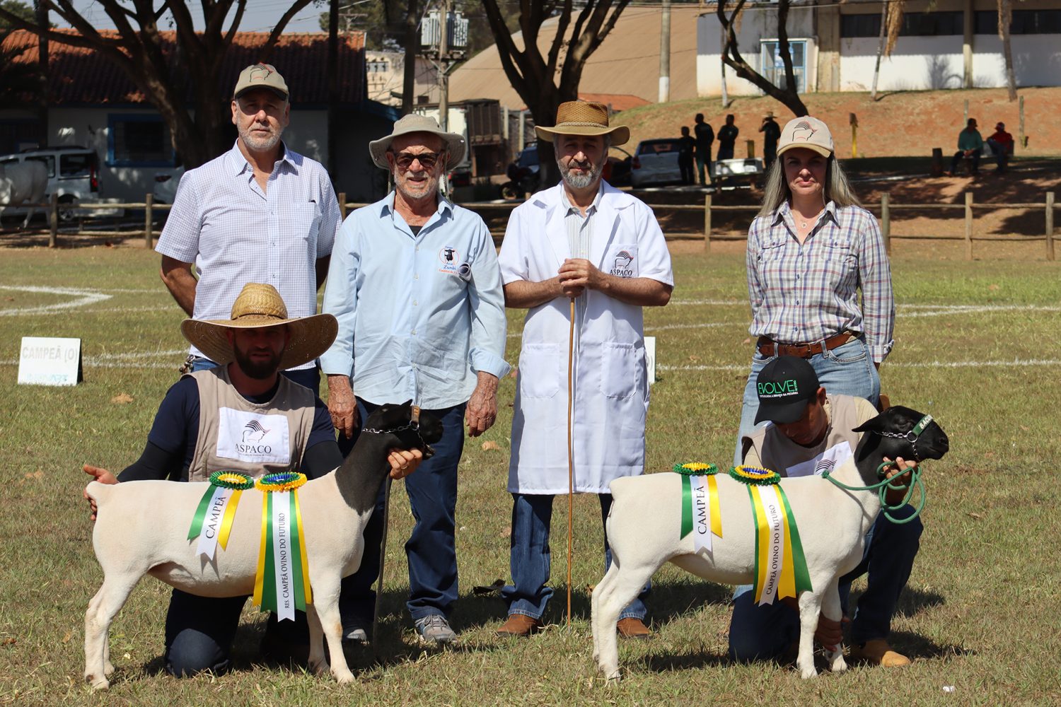 agro sem limites - feira agronegocio bauru - dorper