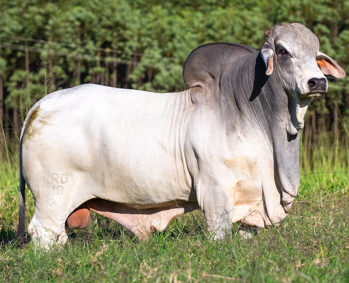 animais da raca brahman - w2r agropecuaria 2