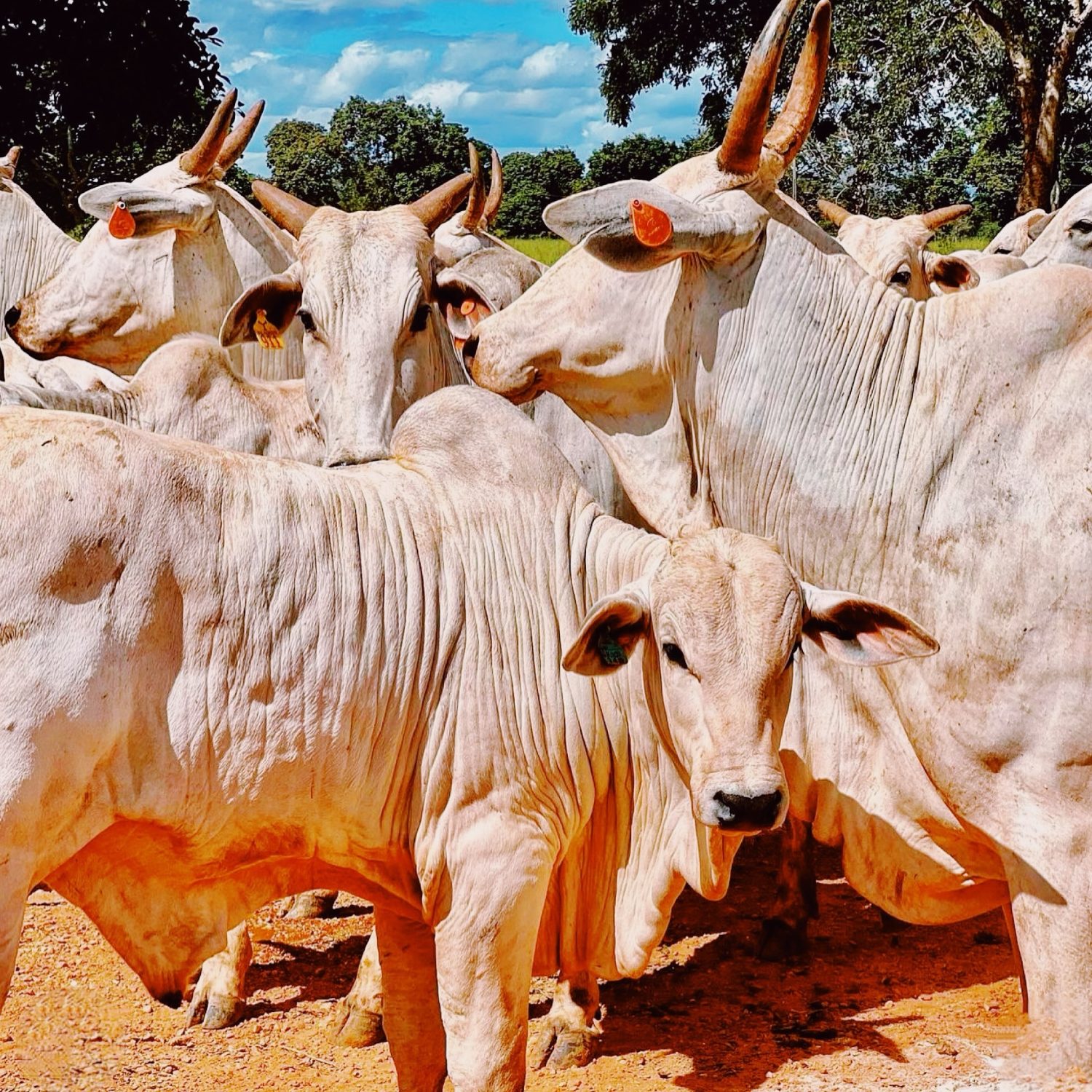 bezerro bruto de bom - com vacada nelore - fotao
