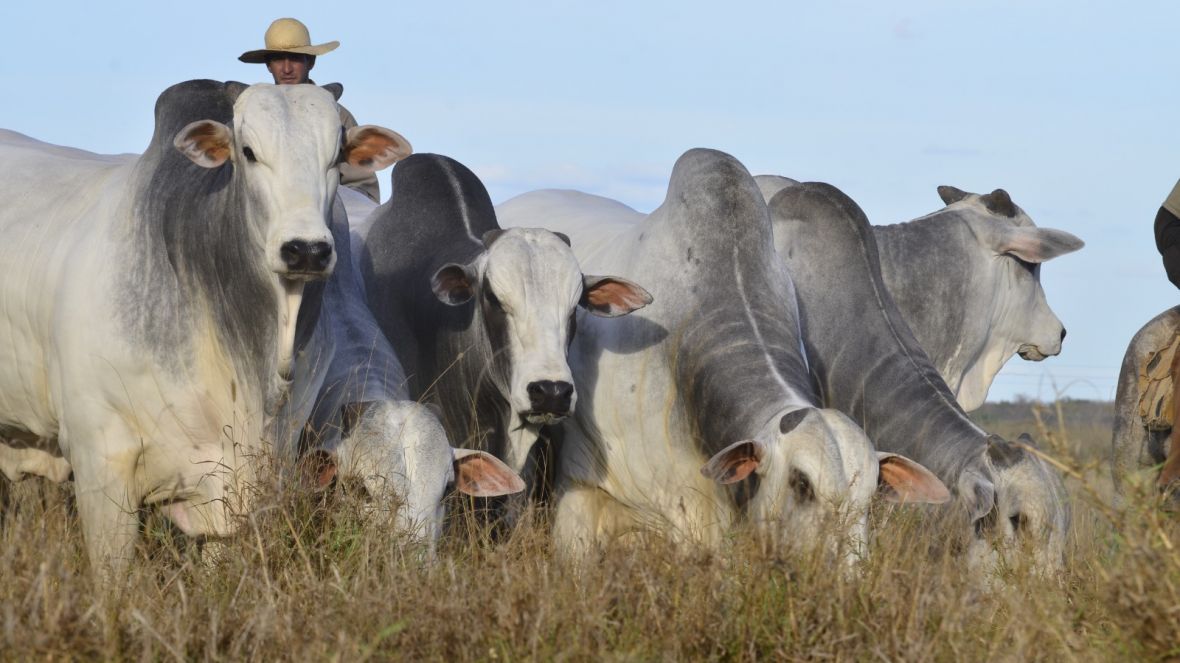Boi gordo bate R$ 233/@, mas pecuarista deve ligar sinal vermelho