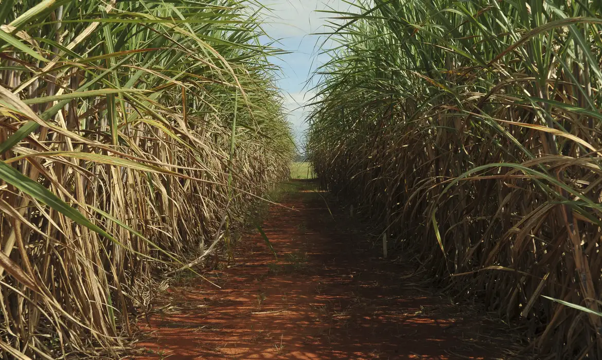 Quando a cana-de-açúcar e cultivada adequadamente, a cana pode alcançar uma produção impressionante de 150 a 200 toneladas de massa verde por hectare em cada ciclo de corte.