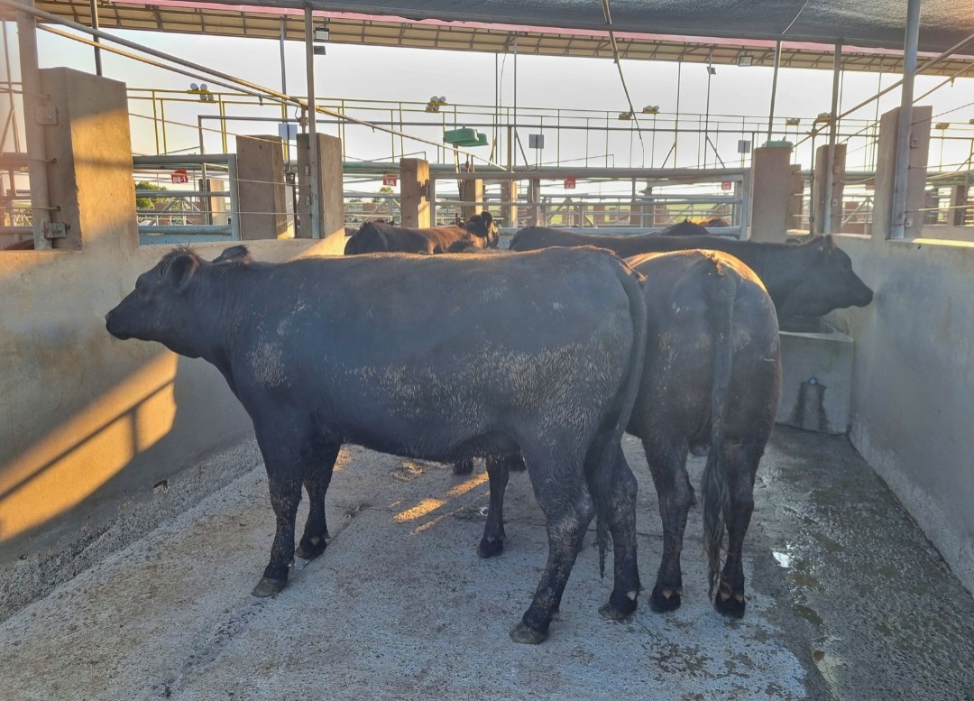 femeas produtos de vacas leiteiras com semen de touro angus
