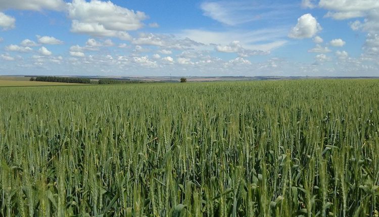 Nova cultivar de trigo apresenta alto potencial produtivo
