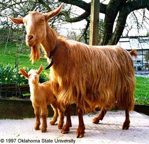 Raça Golden Guernsey Goat: Conheça a raça de cabra que conquistou título real
