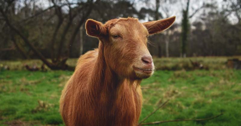 Raça Golden Guernsey Goat: Conheça a raça de cabra que conquistou título real