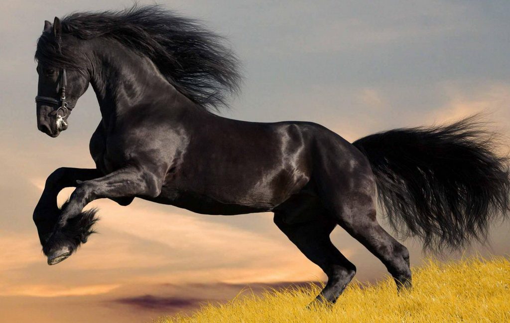 Genomas revelam quando os cavalos começaram a ser domesticados