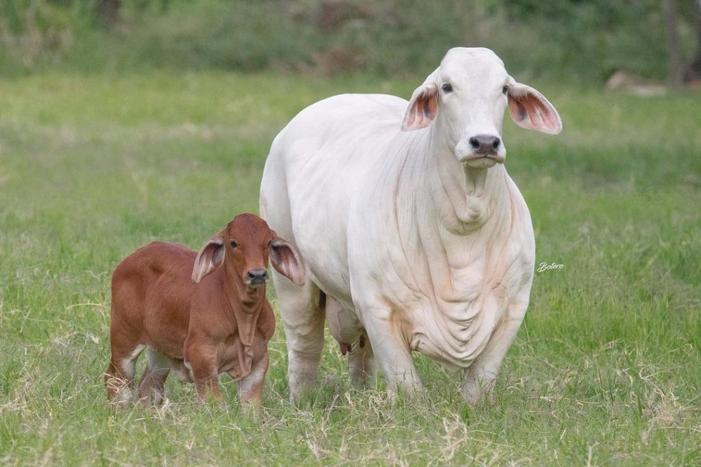 A imunização contra diversas doenças é fundamental no manejo sanitário de uma fazenda. Doenças