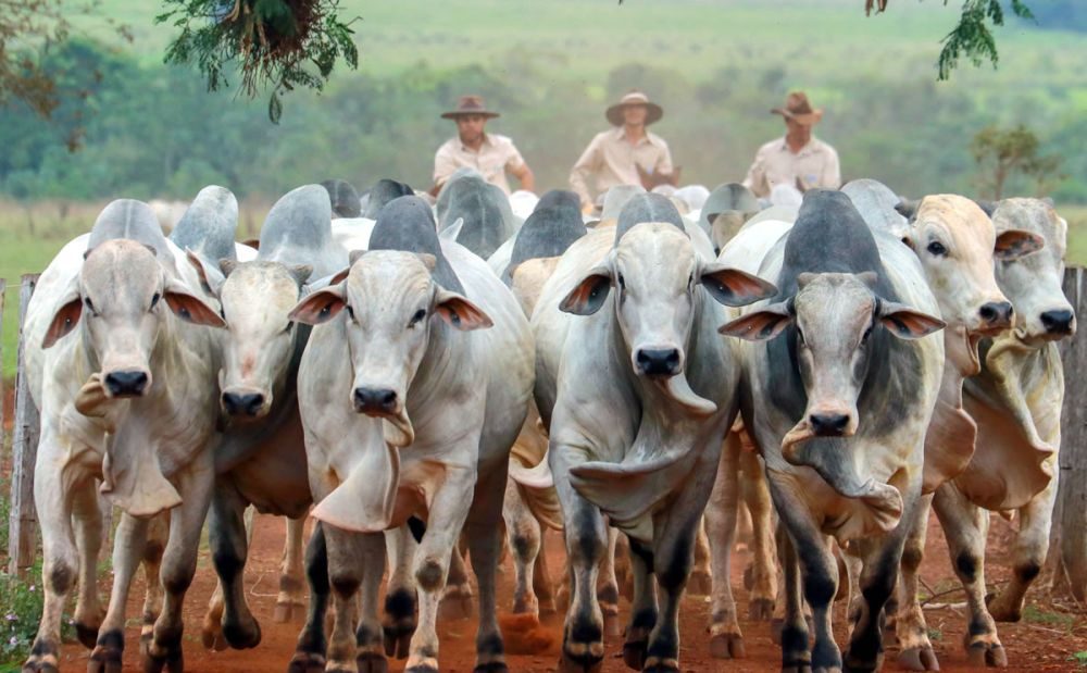 Como escolher o touro ideal para seu rebanho