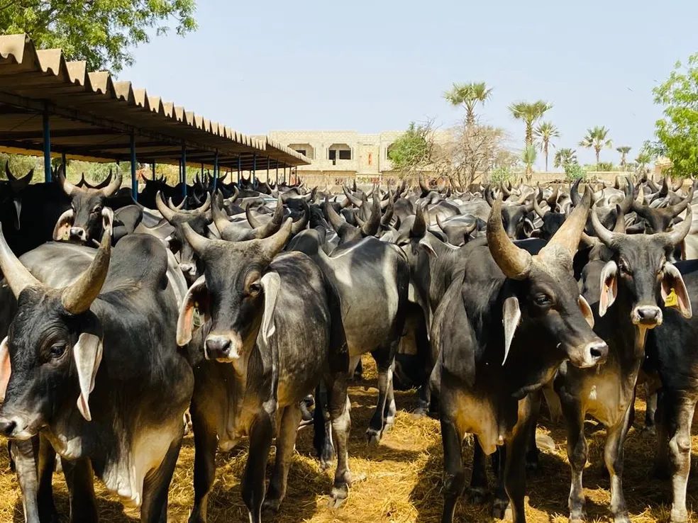 Como escolher o touro ideal para seu rebanho